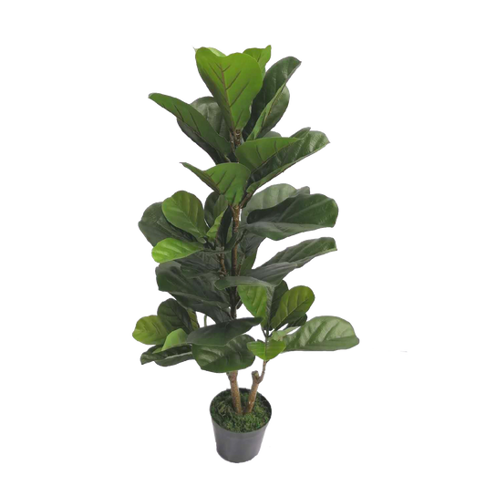 KDM013-Fiddle tree 43leaves-H100cm