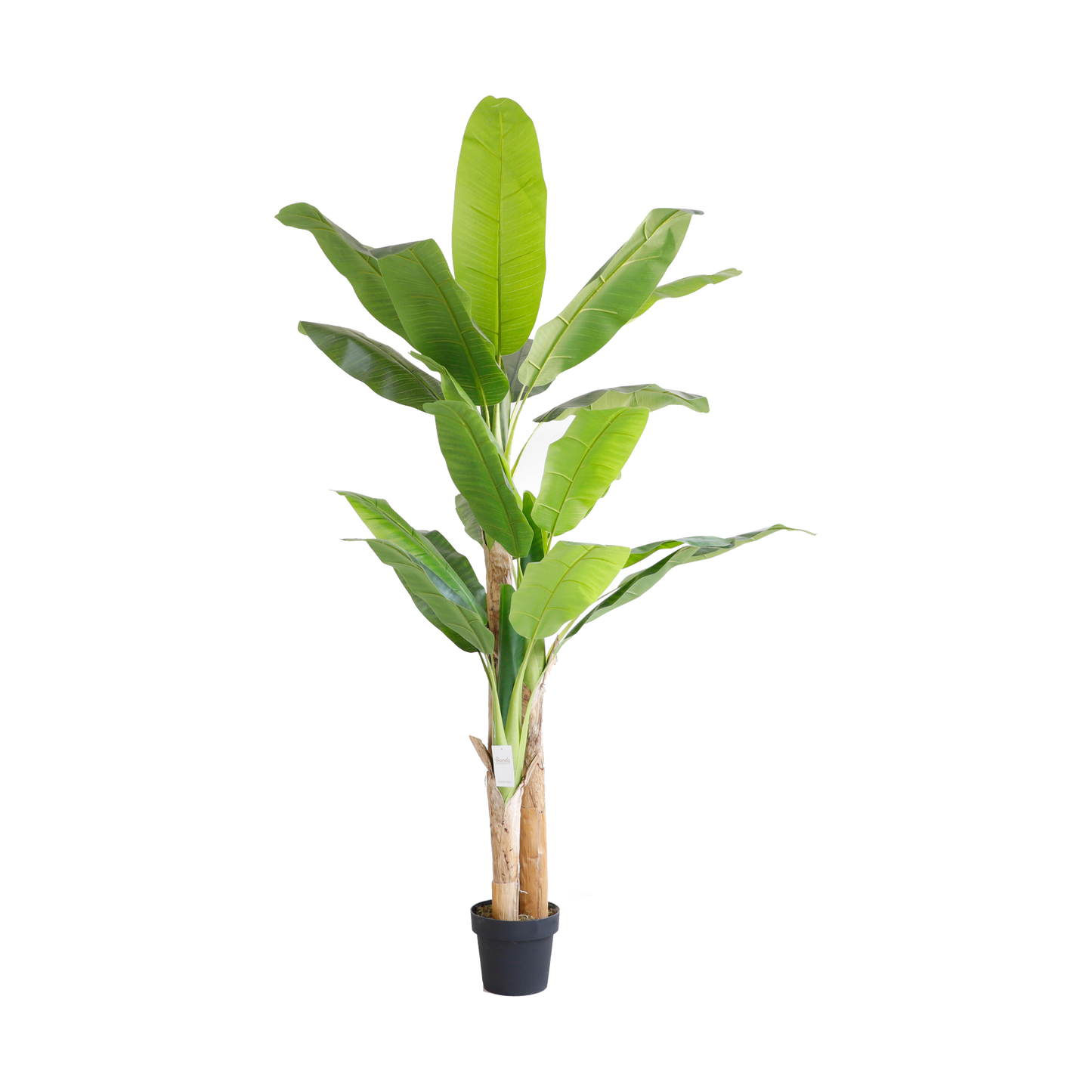 KDM016-Banana Tree-H180cm