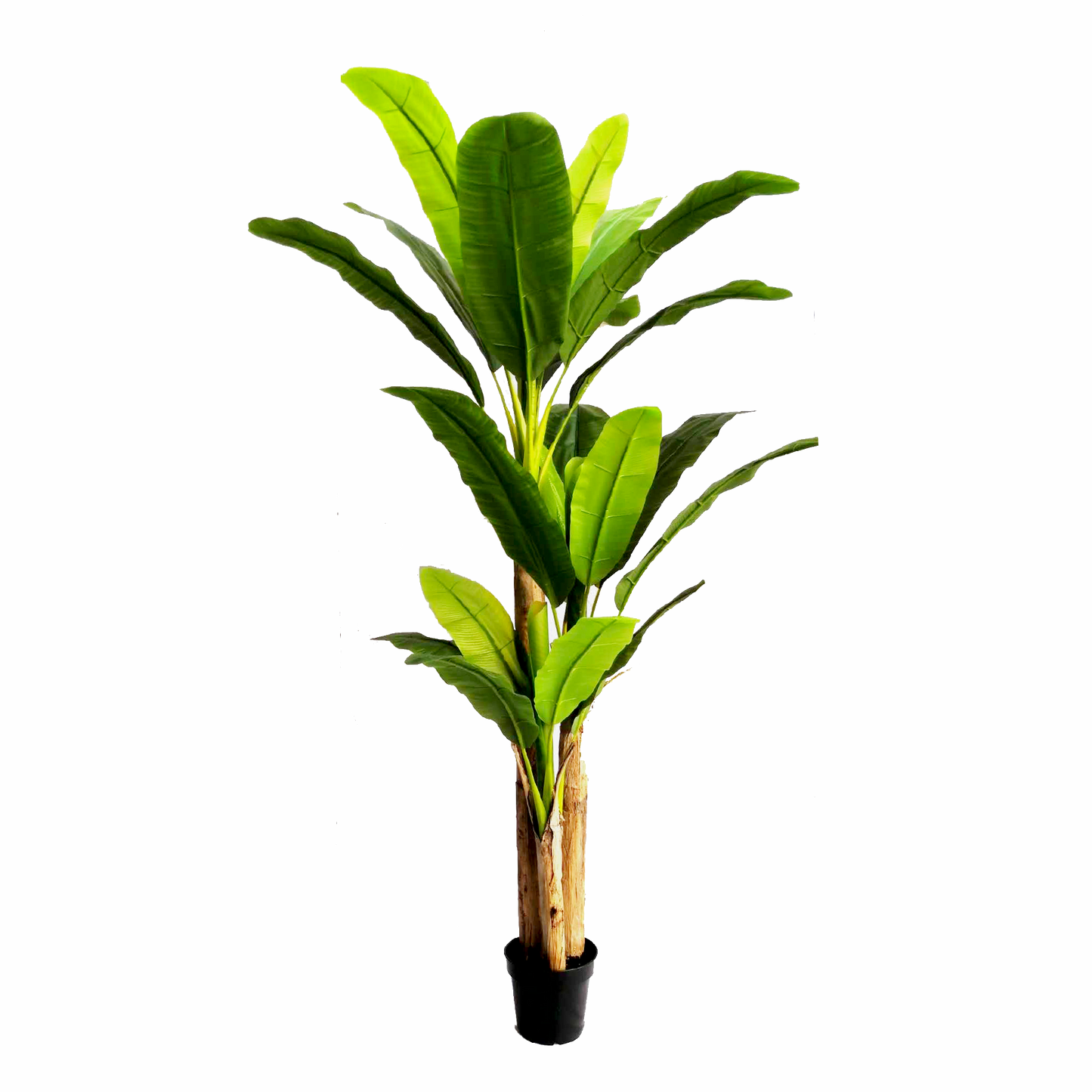 KDM017-Banana Tree-H240cm