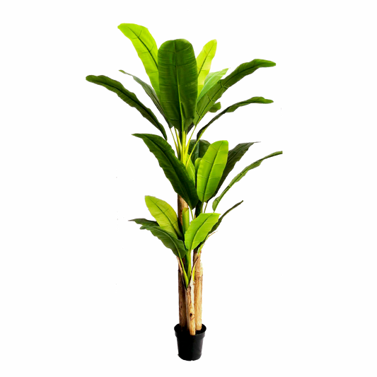 KDM017-Banana Tree-H240cm