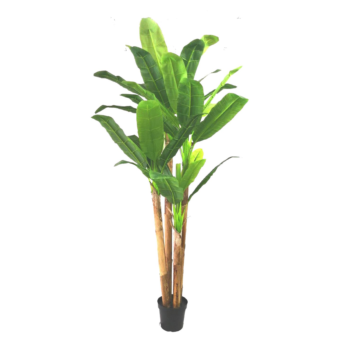 KDM019-Banana Tree-H300cm