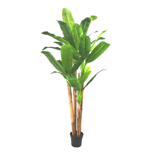 KDM019-Banana Tree-H300cm