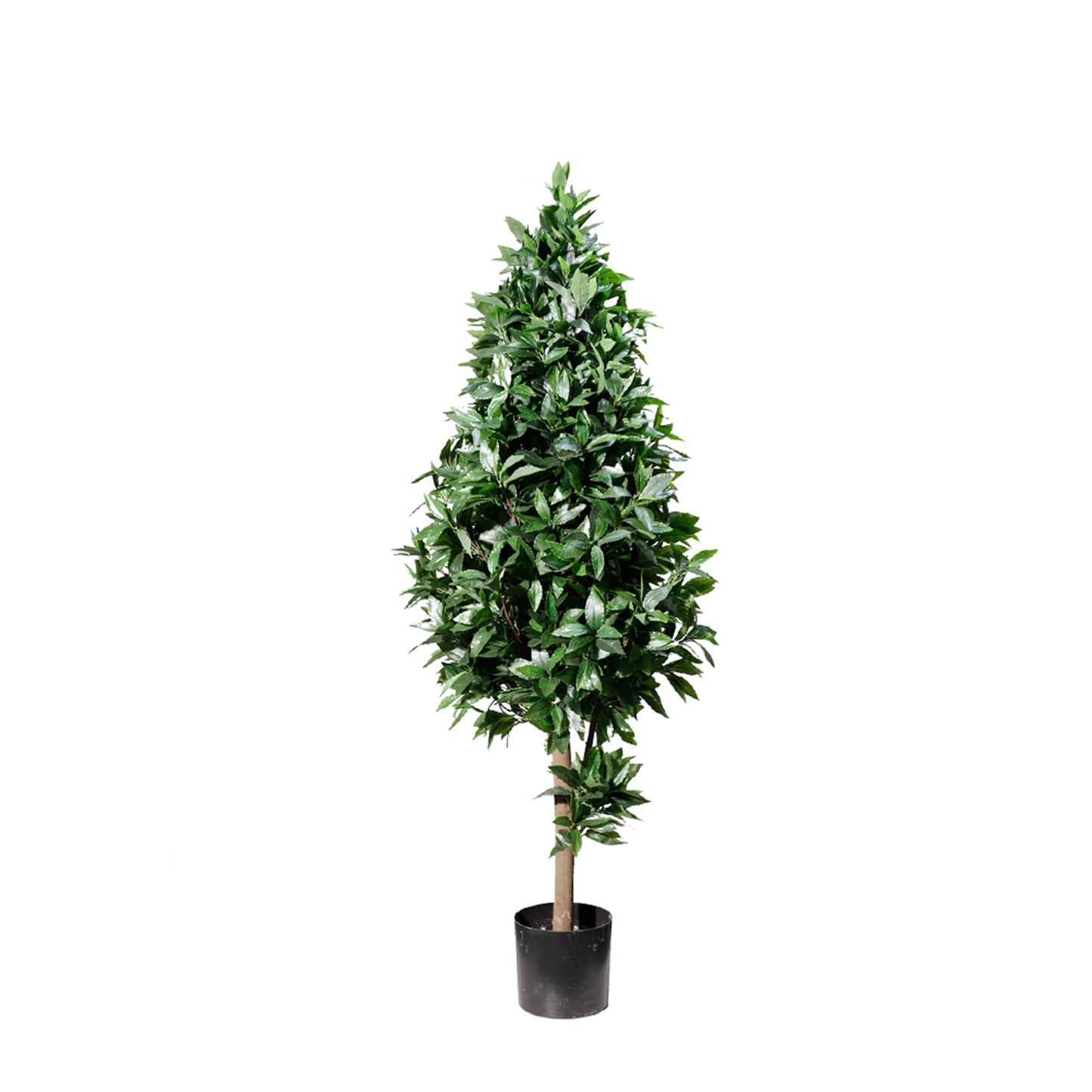 KM5299-Laurel tree topiary -H150cm