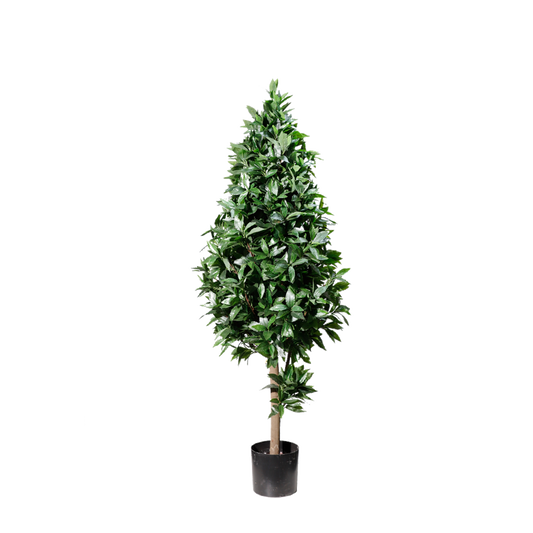 KM5299-Laurel tree topiary -H150cm