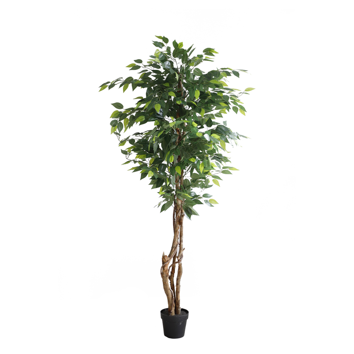 KN5208-Ficus tree 3 trunks -H150cm