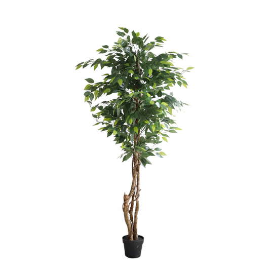 KN5208-Ficus tree 3 trunks -H150cm
