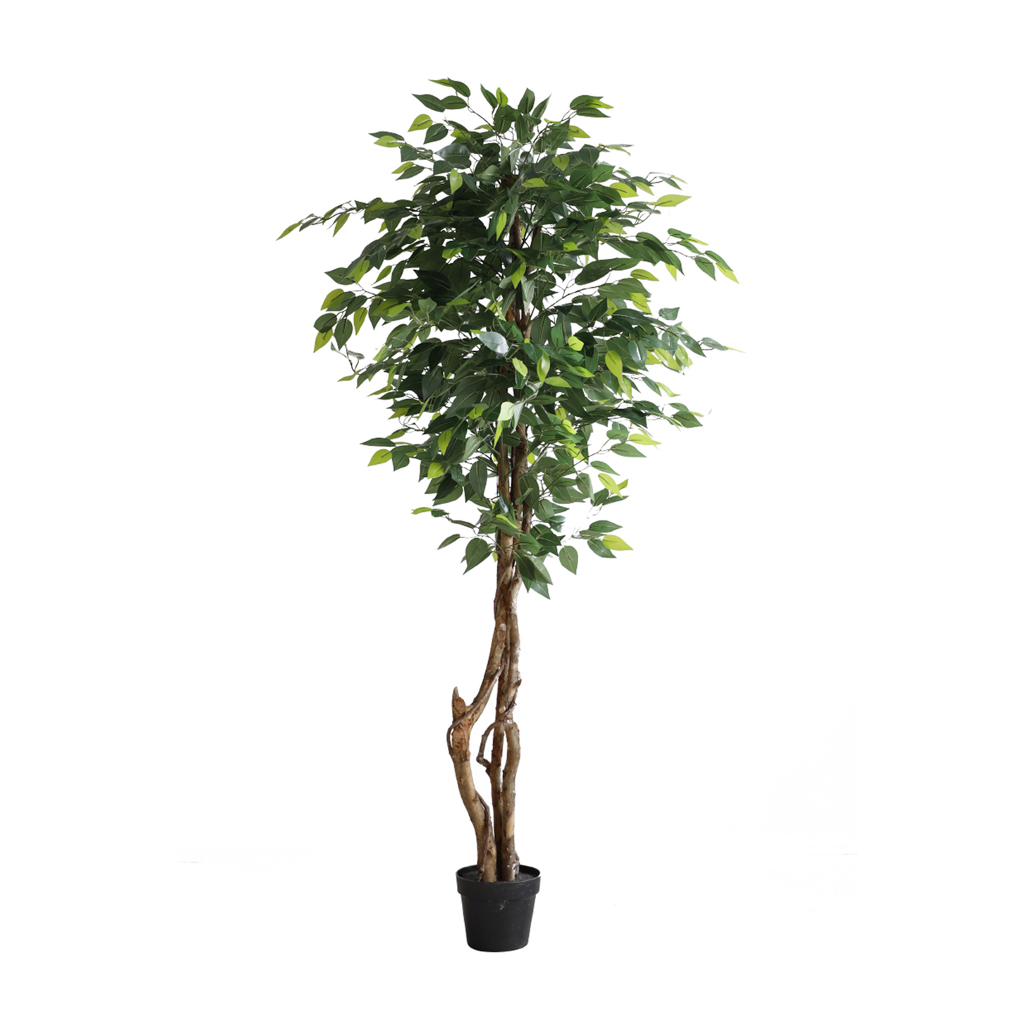 KN5209-Ficus tree 3 trunks -H180cm