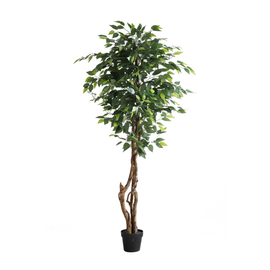 KN5209-Ficus tree 3 trunks -H180cm