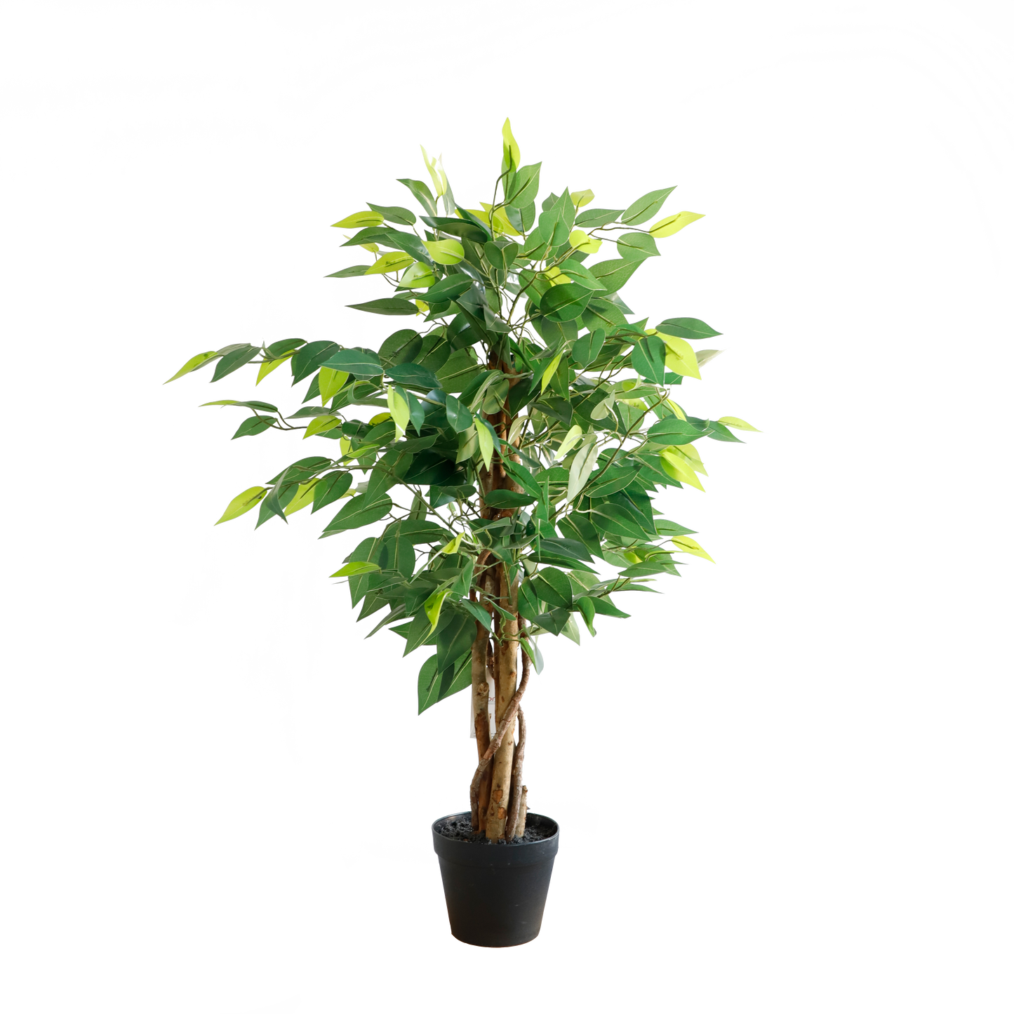 KN5298-Ficus tree 3 trunks -H90cm