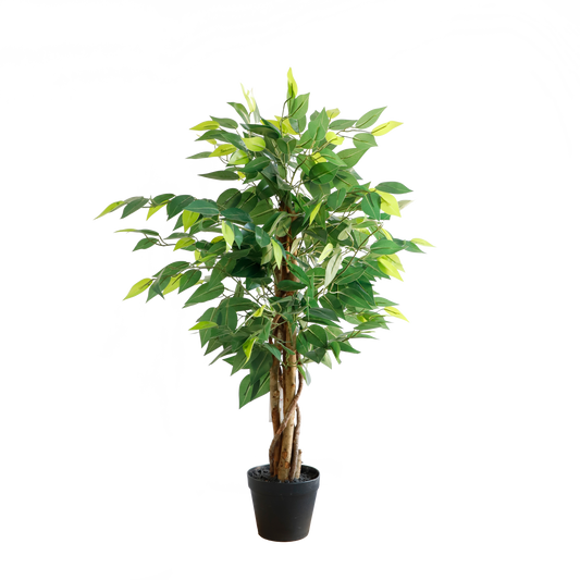 KN5298-Ficus tree 3 trunks -H90cm