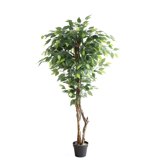 KN5299-Ficus tree 3 trunks -H120cm