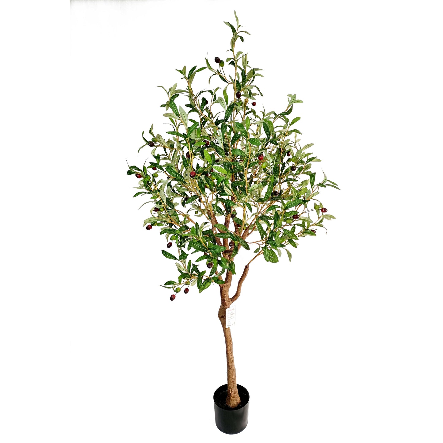 Olive tree-KA0230-H170cm-5.58feet