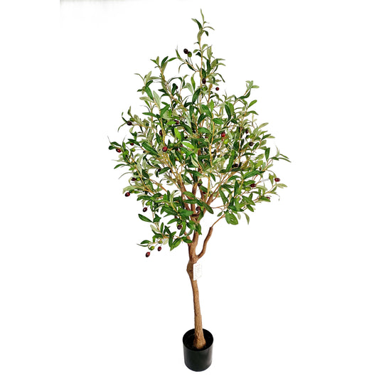 Olive tree-KA0230-H170cm-5.58feet