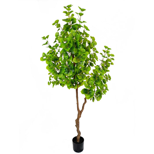 Populus tree-KA0232-H190cm-6.23feet