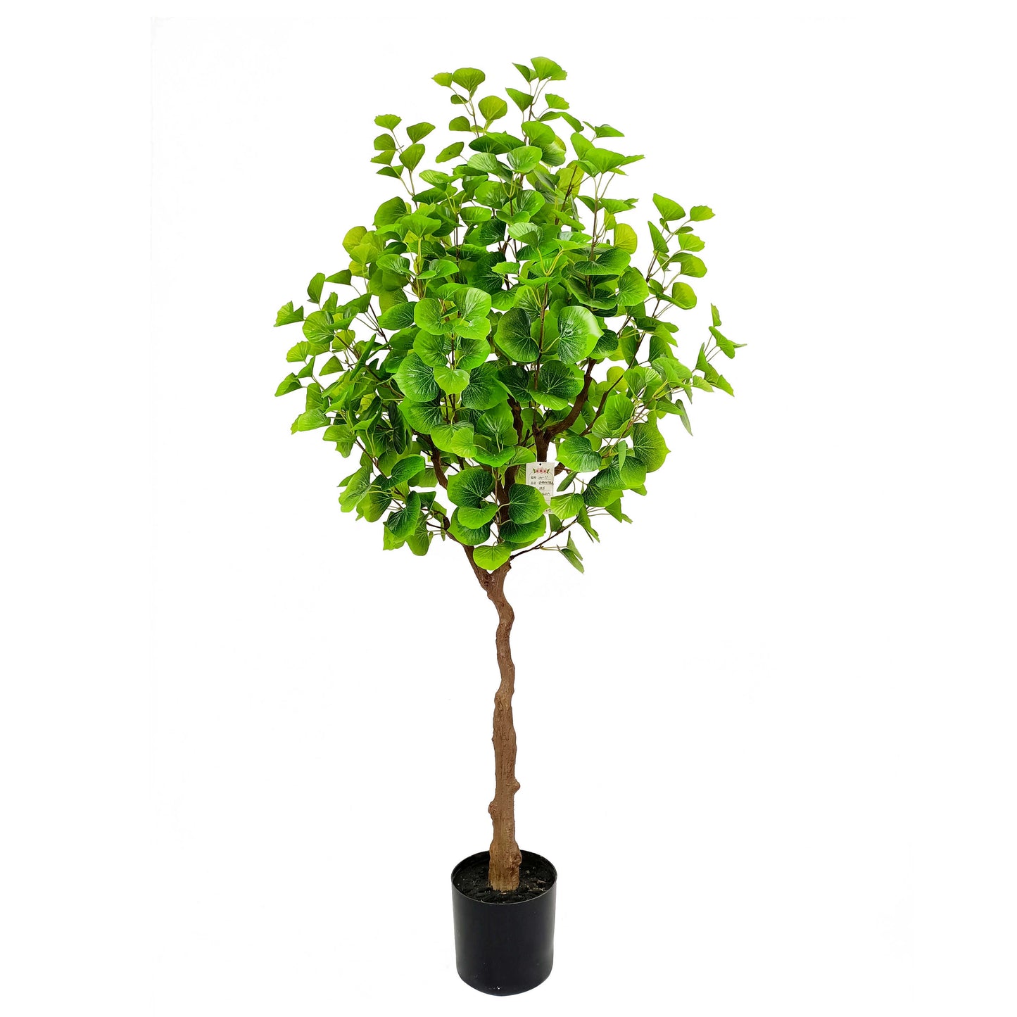 Populus tree-KA0233-H160cm-5.25feet
