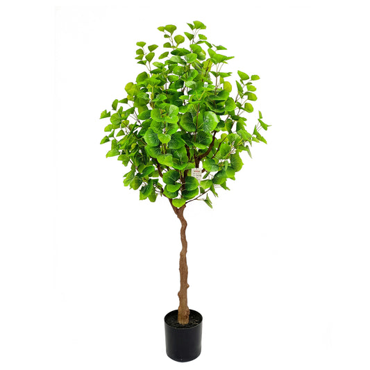 Populus tree-KA0233-H160cm-5.25feet
