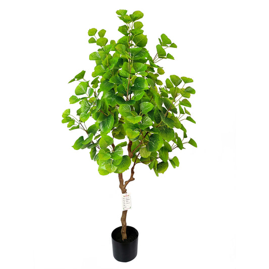 Populus tree-KA0234-H130cm-4.27feet
