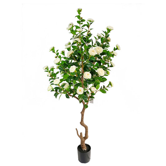 Camellia-KA0238-H200cm-6.56feet