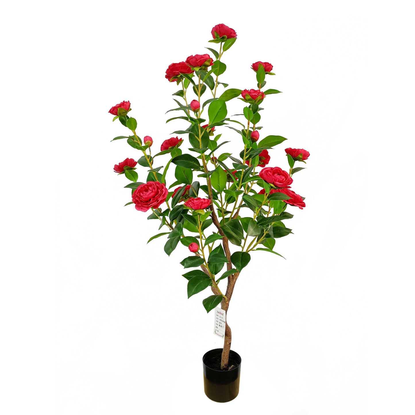 Camellia-KA0241-H110cm-3.61feet