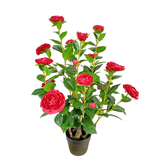Camellia-KA0247-H75cm-2.46feet