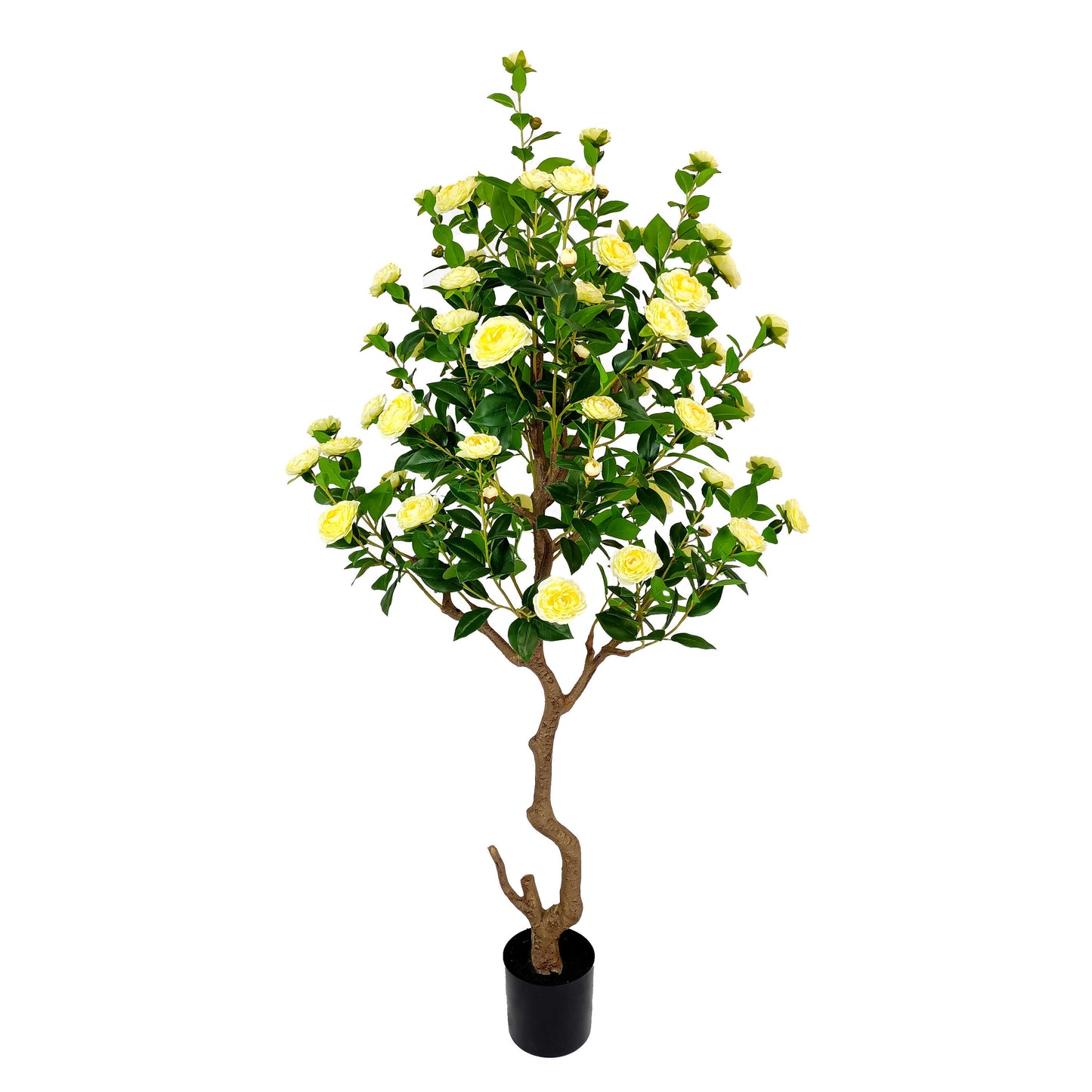 Camellia-KA0248-H190cm-6.23feet