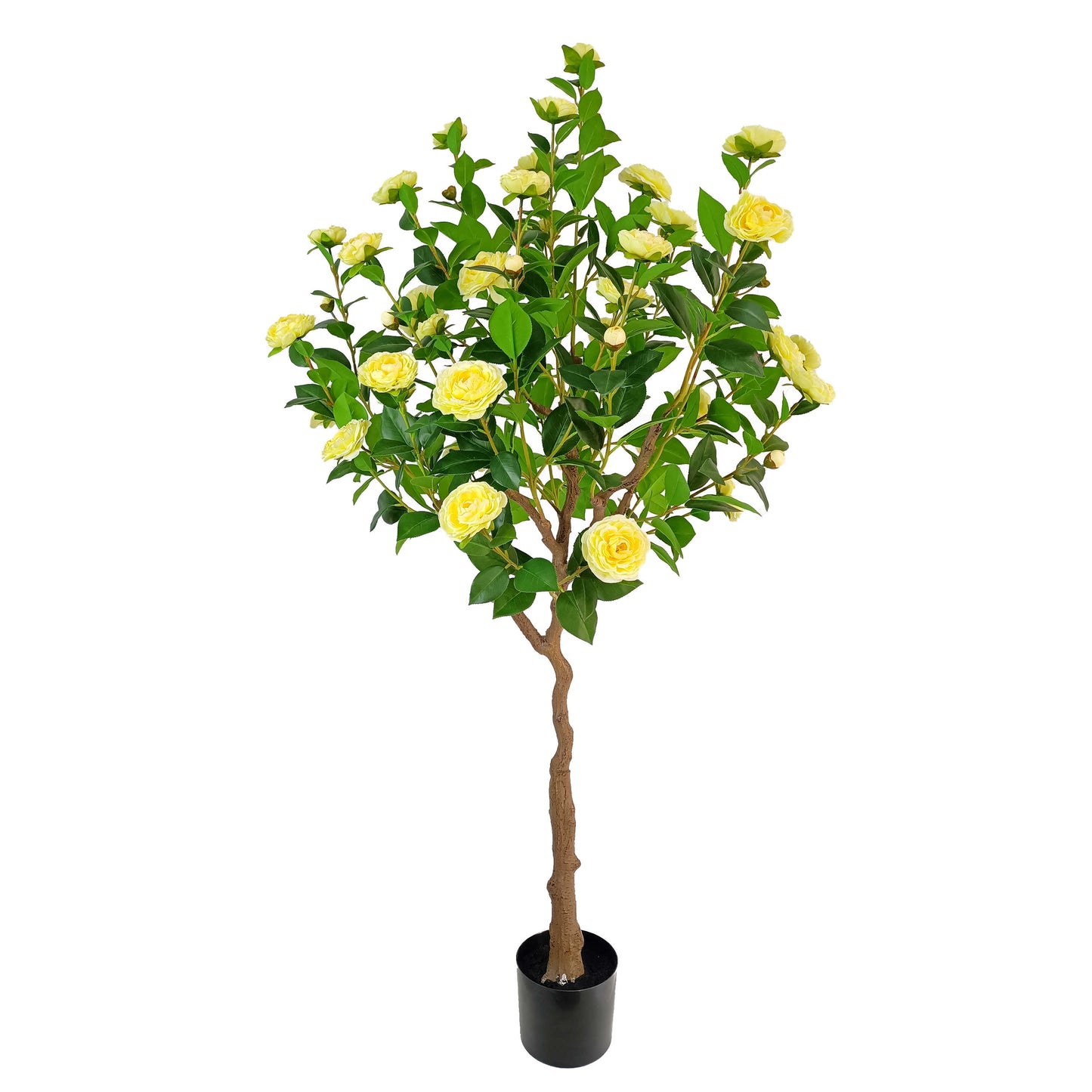 Camellia-KA0250-H160cm-5.25feet