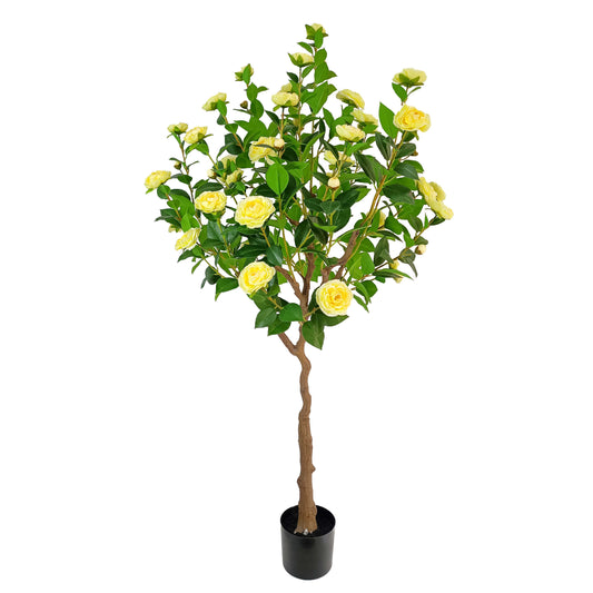 Camellia-KA0250-H160cm-5.25feet