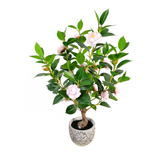 Camellia-KA0254-H55cm-1.8feet