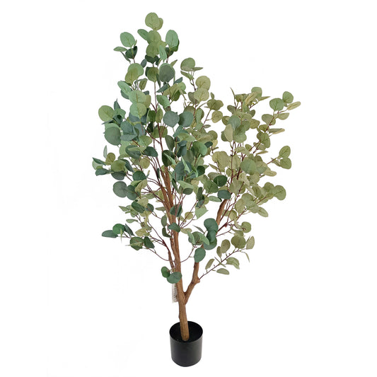 eucalyptus tree-KA0263-H170cm-5.58feet