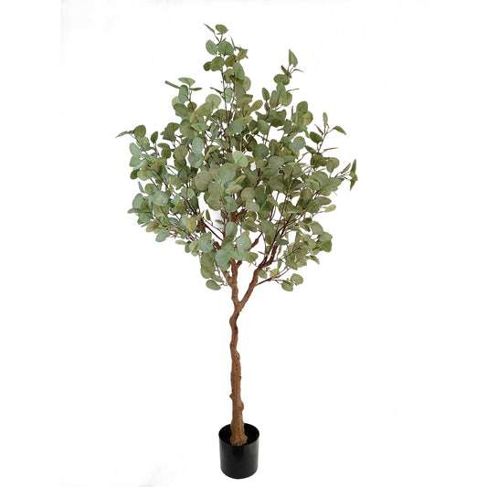 eucalyptus tree-KA0264-H140cm-4.59feet