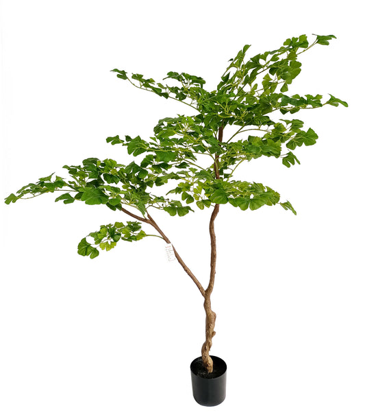 ginkgo tree-KA0226-H200cm-6.56feet