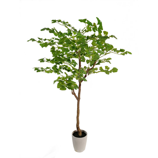 ginkgo tree-KA0227-H170cm-5.58feet