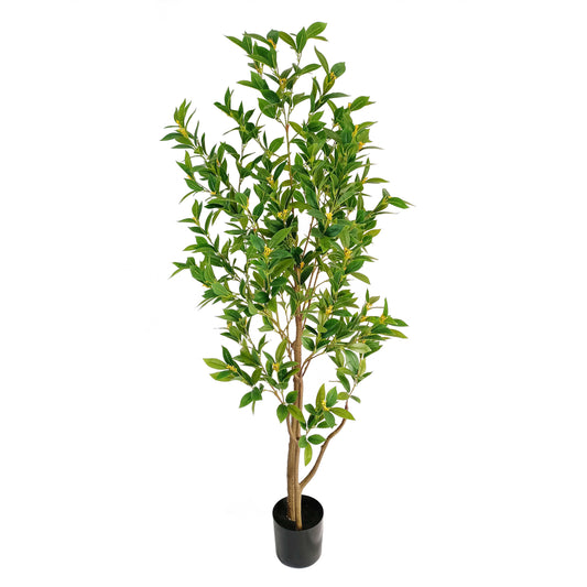 laurel tree-KA0221-180cm-5.91feet