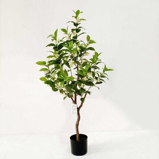 osmanthus fragrans-KA0271-120cm-3.94feet