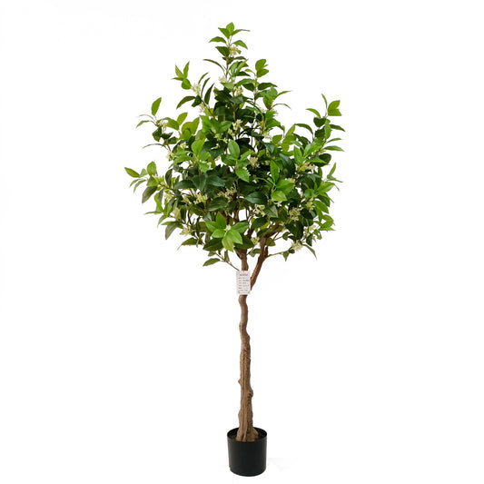 osmanthus fragrans-KA0272-160cm-5.25feet