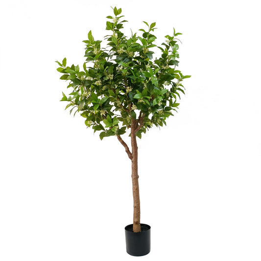 osmanthus fragrans-KA0273-180cm-5.91feet